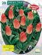 2 stuks - Baltus - Tulipa Sweet Lady, Greigii per 20