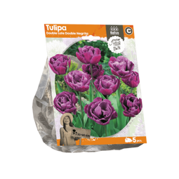 3 stuks - Baltus - Tulipa Double Late Double Negrita per 5