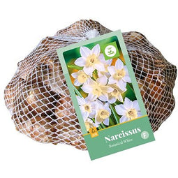 JUB - Narcissus Botanisch wit