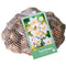 JUB - Narcissus Botanisch wit