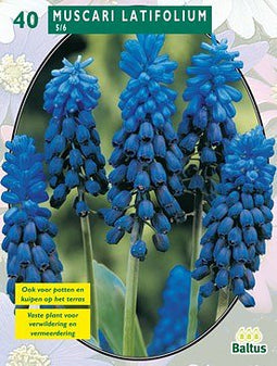 2 stuks - Baltus - Muscari Latifolium per 40