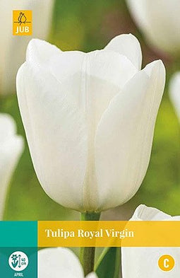 JUB - Tulipa Royal Virgin