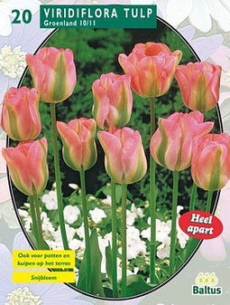 2 stuks - Baltus - Tulipa Groenland, Viridiflora per 20