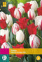 3 stuks - JUB - Tulipa Dutch Design Mix 12 bollen
