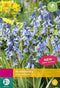 2 stuks - JUB - Hyacinthoides non scripta 20 bollen