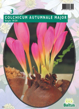 3 stuks - Baltus - Herfstbl. Colchicum AuTulipa Maj. per 3 bloembollen