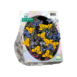 2 stuks - Baltus - Iris Reticulata Mix per 50