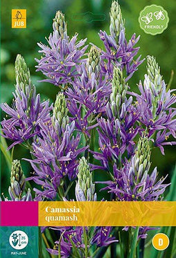 3 stuks - JUB - Camassia quamash 35 bollen