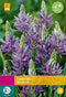 3 stuks - JUB - Camassia quamash 35 bollen