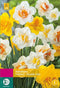 2 stuks - JUB - Narcissus Dubbel mix 12 bollen