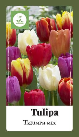 2 stuks - JUB - Tulipa Triumph mix 75 bollen