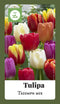 2 stuks - JUB - Tulipa Triumph mix 75 bollen