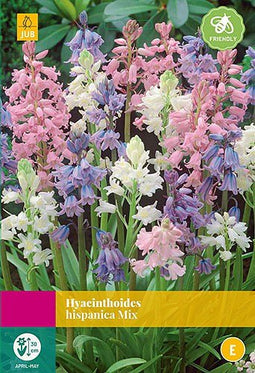 2 stuks - JUB - Hyacinthoides hispanica Mix 35 bollen