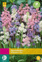 2 stuks - JUB - Hyacinthoides hispanica Mix 35 bollen