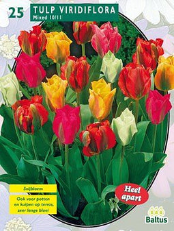 2 stuks - Baltus - Tulipa Viridiflora Mix per 25