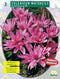 2 stuks - Baltus - Herfstbl. Colchicum Waterlily per 3