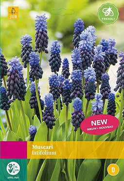 3 stuks - JUB - Muscari latifolium 40 bollen