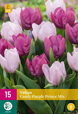 JUB - Tulipa candy purple prince mix