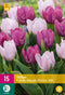 JUB - Tulipa candy purple prince mix