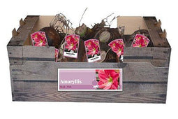 JUB - Amaryllis roze incl. label