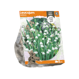 3 stuks - Baltus - Leucojum Aestivum per 5