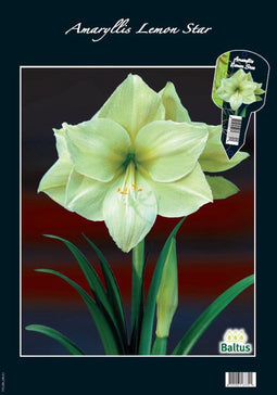 2 stuks - Baltus - Amaryllis Lemon Star (Steeketiket)