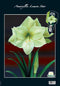 2 stuks - Baltus - Amaryllis Lemon Star (Steeketiket)