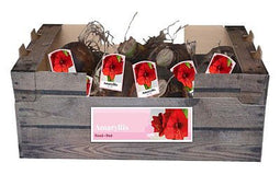 JUB - Amaryllis rood incl. label