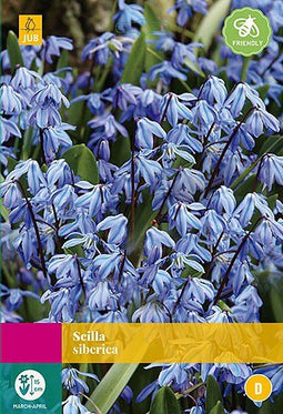 3 stuks - JUB - Scilla siberica 40 bollen
