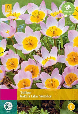 2 stuks - JUB - Tulipa bakeri Lilac Wonder 40 bollen