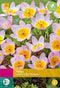 2 stuks - JUB - Tulipa bakeri Lilac Wonder 40 bollen