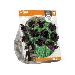 3 stuks - Baltus - Tulipa Parrot Black Parrot per 5