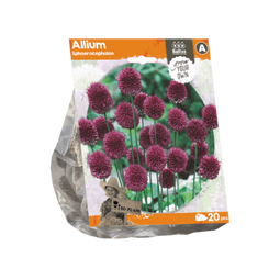 3 stuks - Baltus - Allium Sphaerocephalon per 20