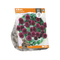 3 stuks - Baltus - Allium Sphaerocephalon per 20