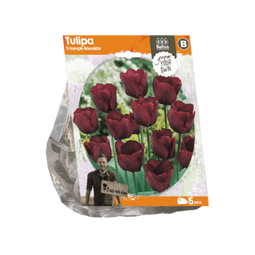 3 stuks - Baltus - Tulipa Triumph Ronaldo per 5