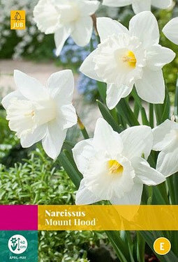 JUB - Narcissus Mount Hood