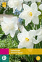 JUB - Narcissus Mount Hood