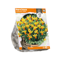 3 stuks - Baltus - Narcissus Cyclamineus Jetfire per 10