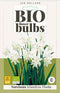 3 stuks - JUB - Narcissus triandrus Thalia 4 bollen