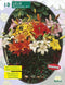 2 stuks - Baltus - Lilium Mix per 10