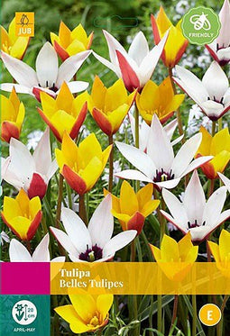 2 stuks - JUB - Tulipa Belles Tulipes 20 bollen