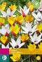 2 stuks - JUB - Tulipa Belles Tulipes 20 bollen