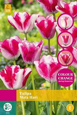 JUB - Tulipa Mata Hari