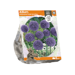 3 stuks - Baltus - Allium Aflatunense Purple Sensation per 5