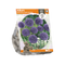 3 stuks - Baltus - Allium Aflatunense Purple Sensation per 5