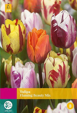 3 stuks - JUB - Tulipa Flaming Beauty mix 12 bollen