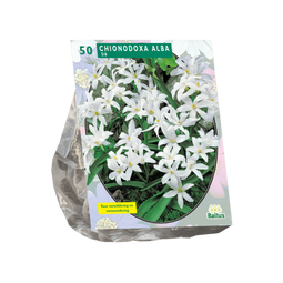 2 stuks - Baltus - Chionodoxa Alba per 50