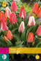 2 stuks - JUB - Tulipa Greigii mix 20 bollen