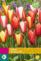 JUB - Tulipa clusiana Mix
