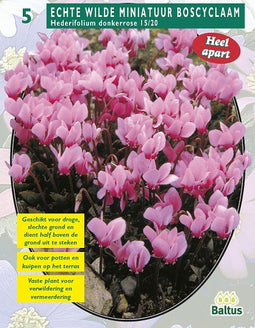 2 stuks - Baltus - Cyclaam Hederifolium Donkerroze per 5